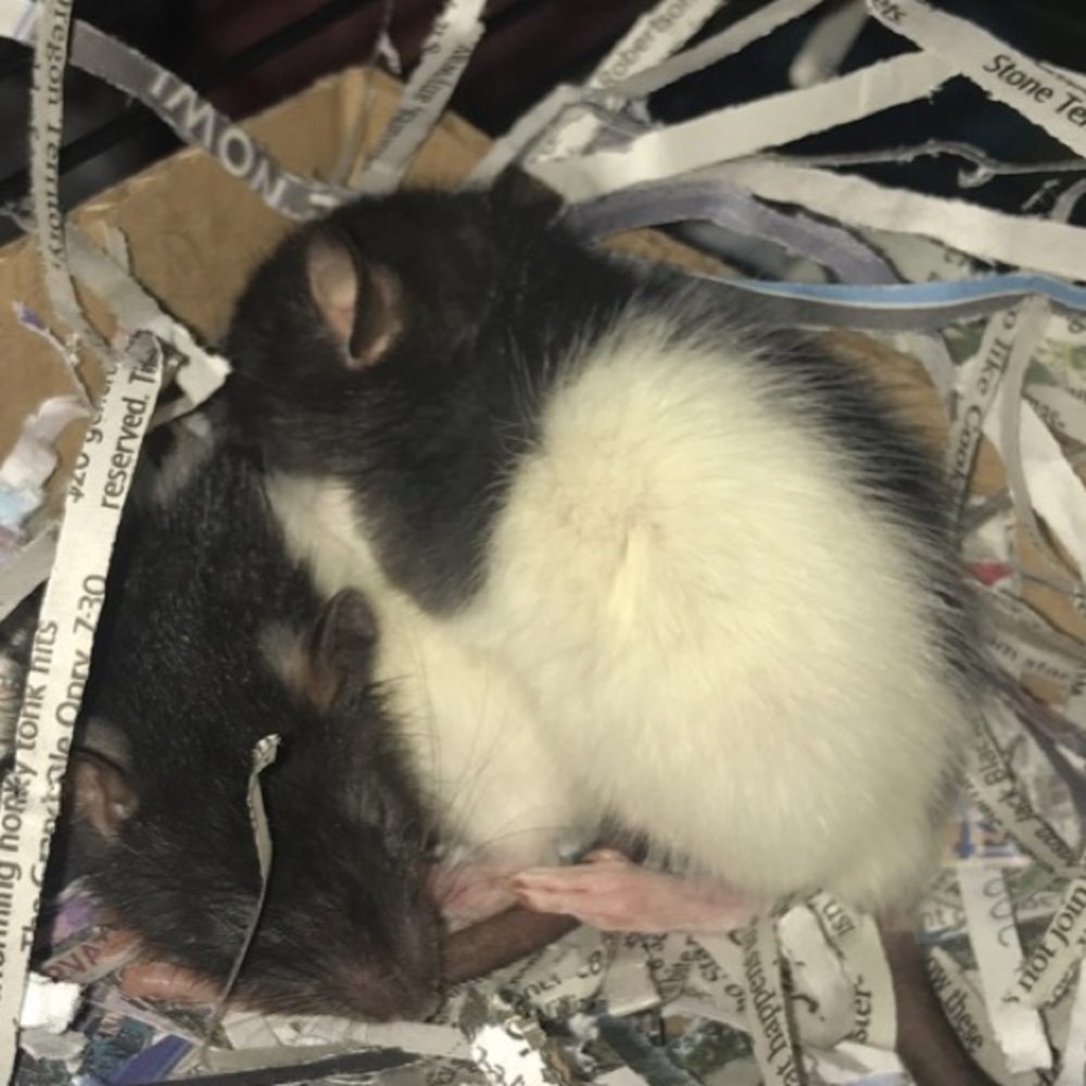 Meet your Posher, Joy